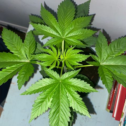Regular seed (no name) growlog timeline photo