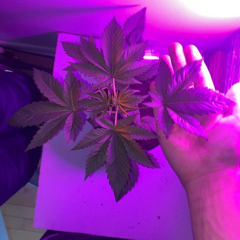 Regular seed (no name) growlog timeline photo