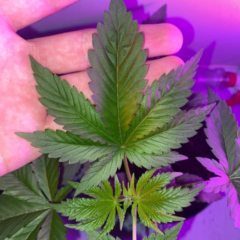 Regular seed (no name) growlog timeline photo