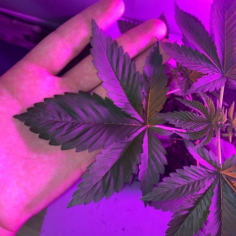 Regular seed (no name) growlog timeline photo