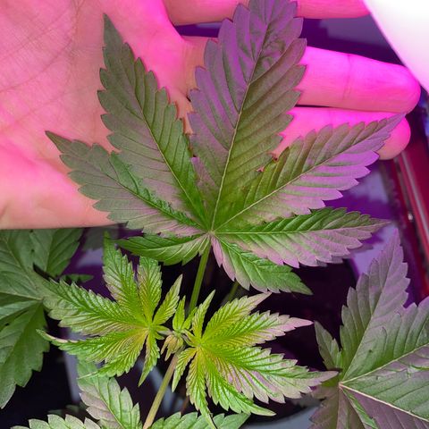 Regular seed (no name) growlog timeline photo