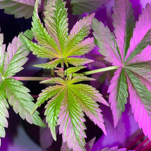 Regular seed (no name) growlog timeline photo