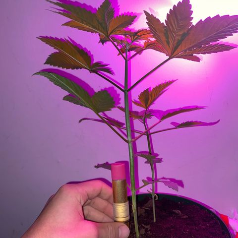 Regular seed (no name) growlog timeline photo