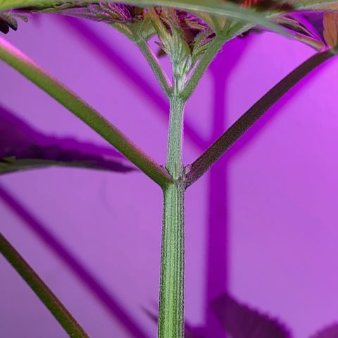 Regular seed (no name) growlog timeline photo