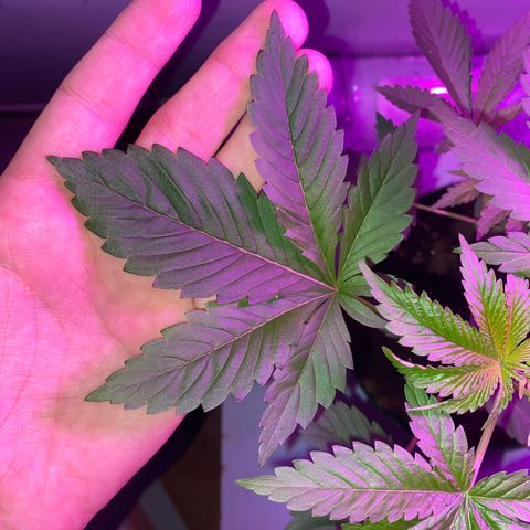 Regular seed (no name) growlog timeline photo