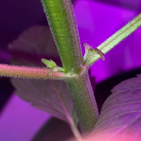 Regular seed (no name) growlog timeline photo