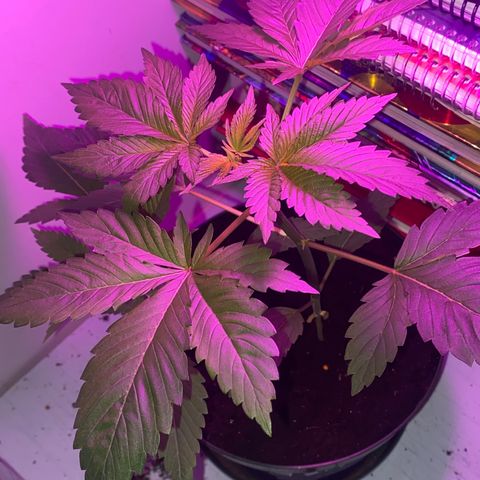 Regular seed (no name) growlog timeline photo