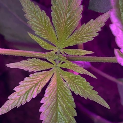 Génétique inconnue growlog timeline photo