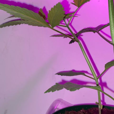 Génétique inconnue growlog timeline photo