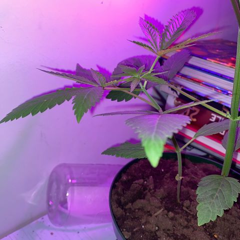 Génétique inconnue growlog timeline photo
