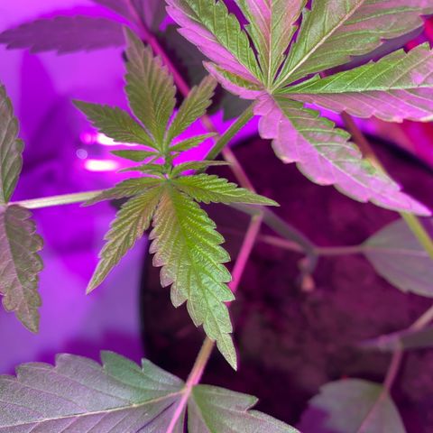 Génétique inconnue growlog timeline photo