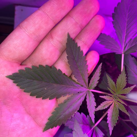Génétique inconnue growlog timeline photo