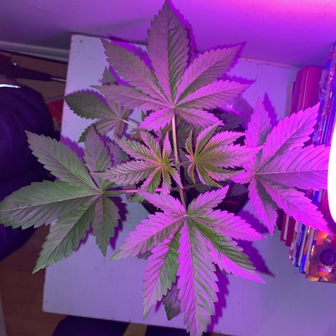 Regular seed (no name) growlog timeline photo