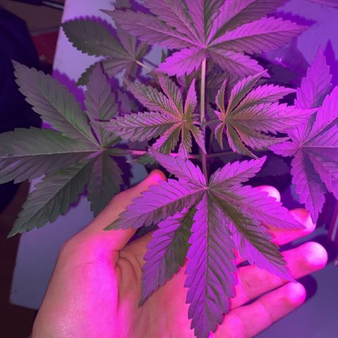 Regular seed (no name) growlog timeline photo