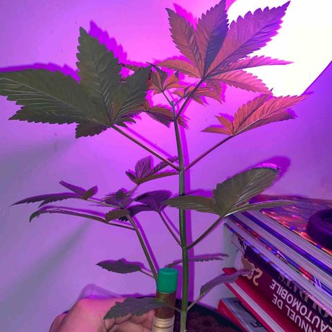 Regular seed (no name) growlog timeline photo