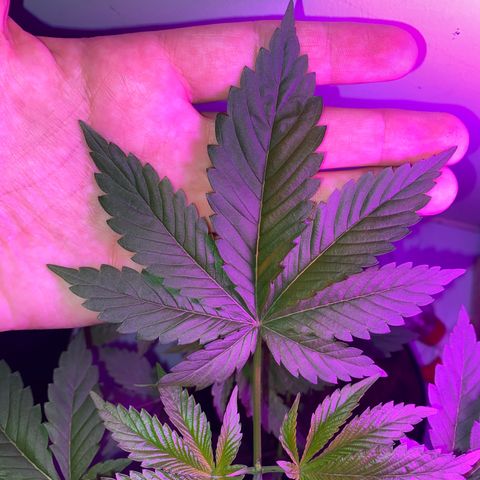 Regular seed (no name) growlog timeline photo