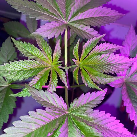 Regular seed (no name) growlog timeline photo