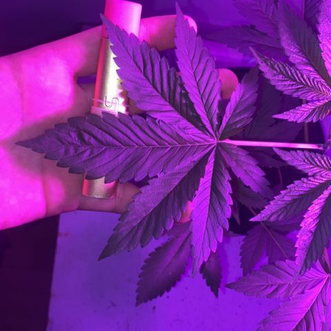 Regular seed (no name) growlog timeline photo