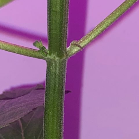 Regular seed (no name) growlog timeline photo