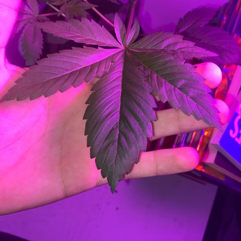 Regular seed (no name) growlog timeline photo