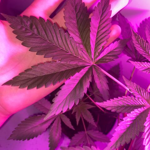 Regular seed (no name) growlog timeline photo