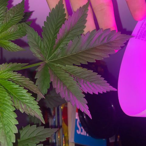Regular seed (no name) growlog timeline photo