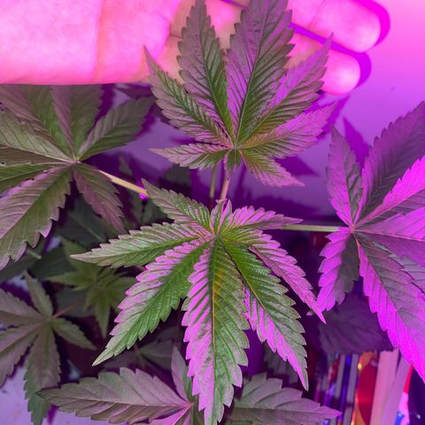 Regular seed (no name) growlog timeline photo