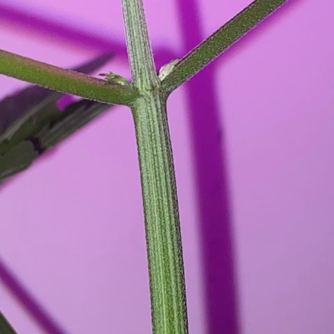 Regular seed (no name) growlog timeline photo