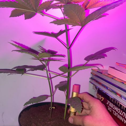 Regular seed (no name) growlog timeline photo