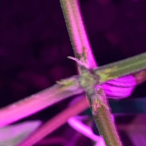 Regular seed (no name) growlog timeline photo