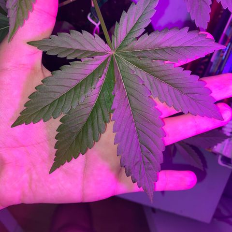 Regular seed (no name) growlog timeline photo