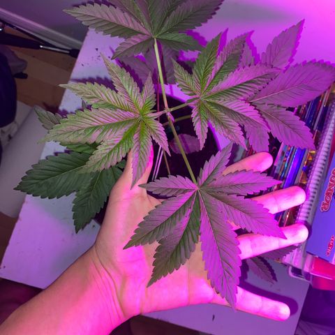 Regular seed (no name) growlog timeline photo
