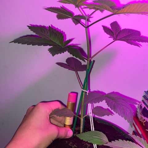 Regular seed (no name) growlog timeline photo