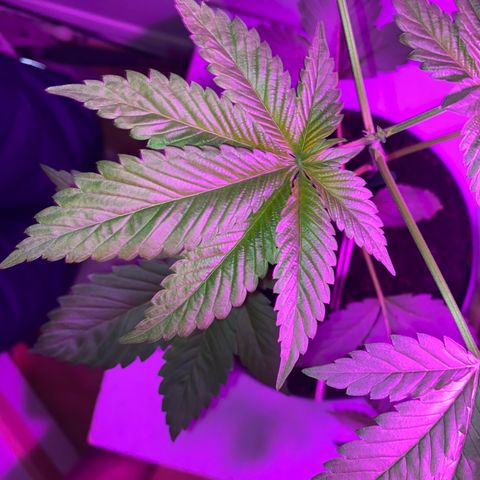 Regular seed (no name) growlog timeline photo