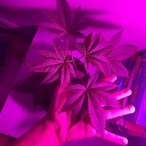 Regular seed (no name) growlog timeline photo