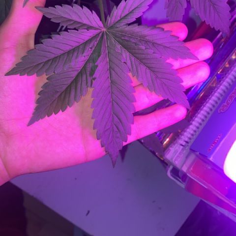 Regular seed (no name) growlog timeline photo