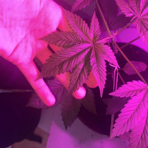 Regular seed (no name) growlog timeline photo