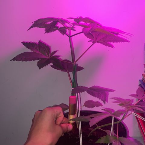 Regular seed (no name) growlog timeline photo