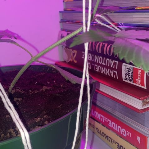 Génétique inconnue growlog timeline photo