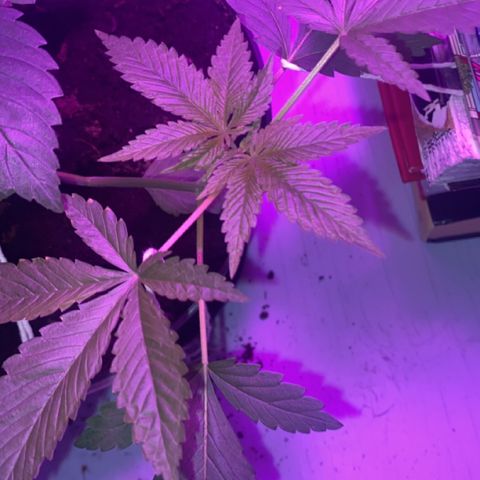 Génétique inconnue growlog timeline photo