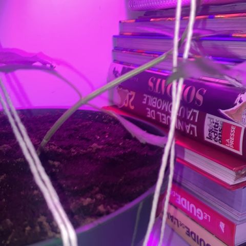 Génétique inconnue growlog timeline photo