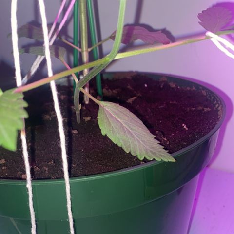 Génétique inconnue growlog timeline photo
