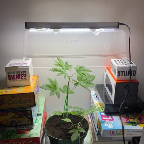 Regular seed (no name) growlog timeline photo