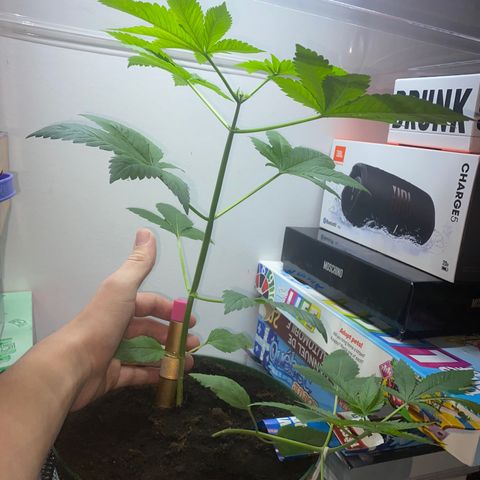 Regular seed (no name) growlog timeline photo