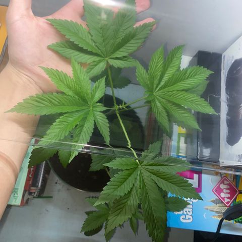 Regular seed (no name) growlog timeline photo