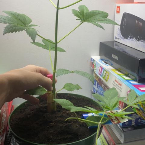Regular seed (no name) growlog timeline photo