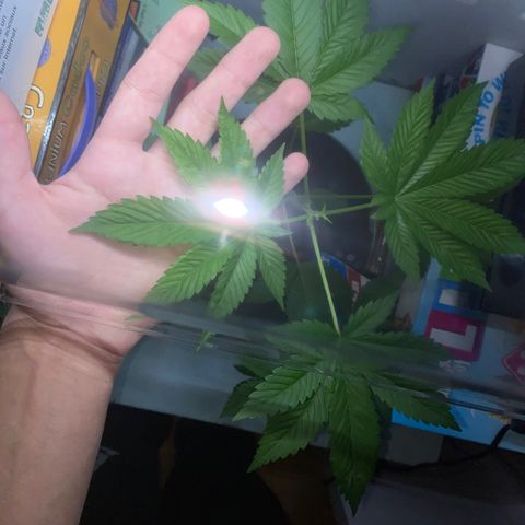 Regular seed (no name) growlog timeline photo