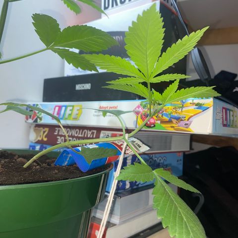 Génétique inconnue growlog timeline photo