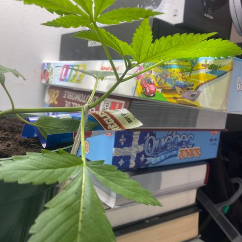 Génétique inconnue growlog timeline photo