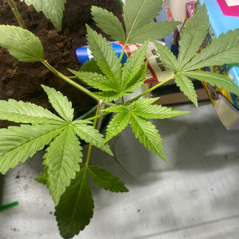 Génétique inconnue growlog timeline photo